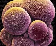 Not exotic fruit, fellas.  It's a blossoming stem cell that can be used in healing senior skier joint ailments.; 
