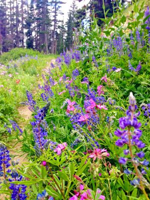 Campground Trail's wild flowers. Credit: Maura Olivos