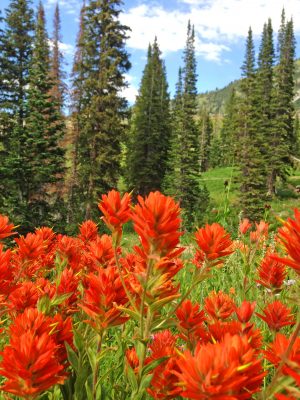 Ah, the colors! Alta in summer. Credit: Maura Olivos
