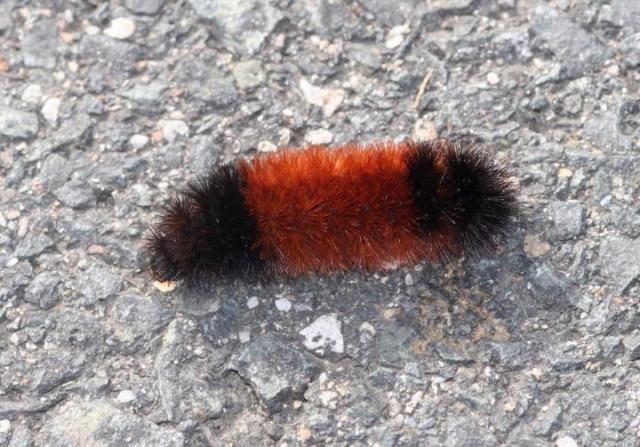 Wooly Bear caterpillar may predict snow. Then again, they may not. Credit: Harriet Wallis