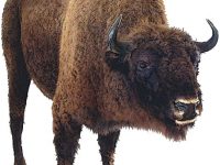 American Bison never shivers.
Credit: Brittanica
